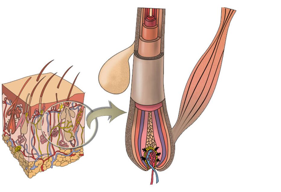 hair structure